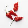 naga-morich-saatgut