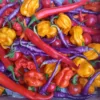 viele bunte frische Chilis aus der Chili-Werkstatt