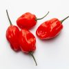 Habanero Chilis aus der Chili-Werkstatt