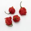 Carolina Reaper Chili aus der Chili-Werkstatt