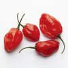 habanero-red-saatgut