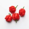 Trinidad Scorpion Chilis