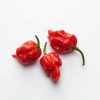 Trinidad Scorpion Chilis aus der Chili-Werkstatt