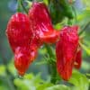 Bhut Jolokia Chili-Pflanze aus der Chili-Werkstatt