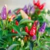 Bolivian Rainbow Chili-Pflanze aus der Chili-Werkstatt