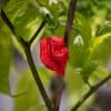 Carolina Reaper Chili-Pflanze aus der Chili-Werkstatt
