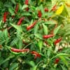 Thai-Chili Chili-Pflanze aus der Chili-Werkstatt