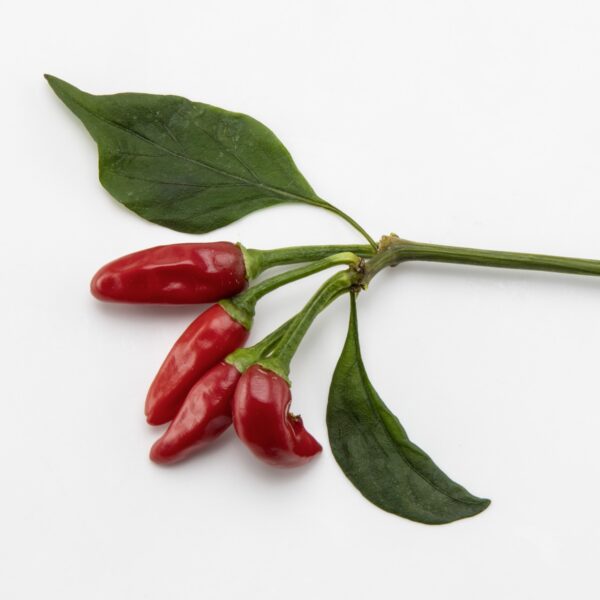 Tabasco Chilis aus der Chili-Werkstatt
