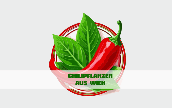 Chilipflanzen aus Wien