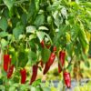 Piment aus Espelette Chilipflanze aus der Chili-Werkstatt
