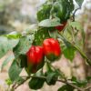 Rocoto Chili-Pflanze aus der Chili-Werkstatt