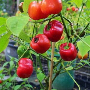 Rocoto Chili-Pflanze aus der Chili-Werkstatt