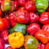 Rocoto Chilis aus der Chili-Werkstatt
