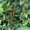 Charapita Red Chili-Pflanze aus der Chili-Werkstatt