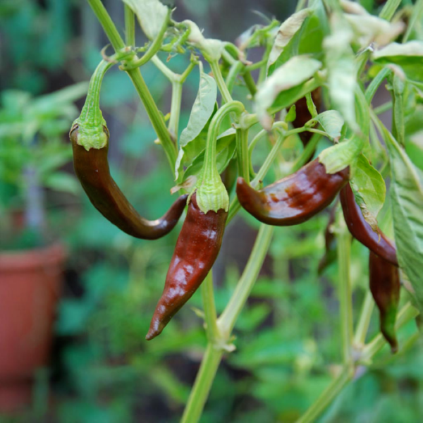 Ají Panca Chili-Pflanze aus der Chili-Werkstatt