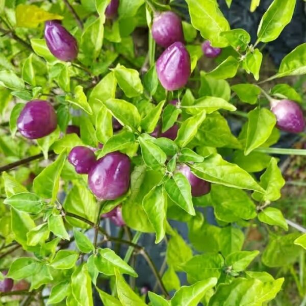 Amazonas-Chili Chili-Pflanze aus der Chili-Werkstatt