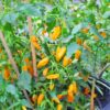 Criolla Sella Chili-Pflanze aus der Chili-Werkstatt