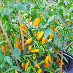 Criolla Sella Chili-Pflanze aus der Chili-Werkstatt