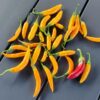 Criolla Sella Chilischoten aus der Chili-Werkstatt