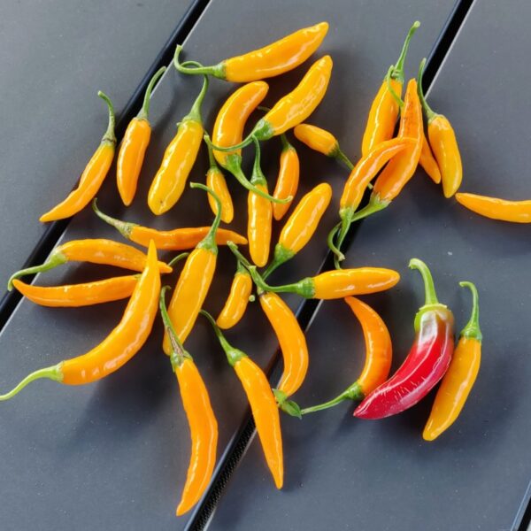 Criolla Sella Chilischoten aus der Chili-Werkstatt