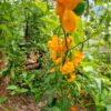 Habanero Hot Lemon Chili-Pflanze aus der Chili-Werkstatt