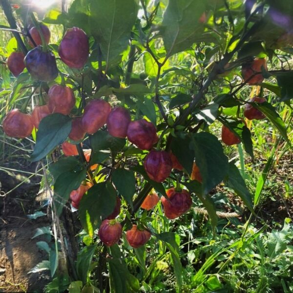 Purple Peach Chili-Pflanze aus der Chili-Werkstatt