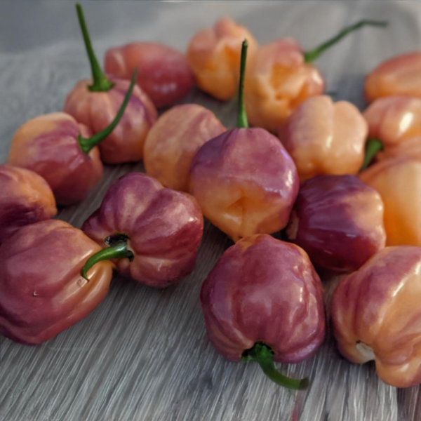 Purple Peach Chilischoten aus der Chili-Werkstatt