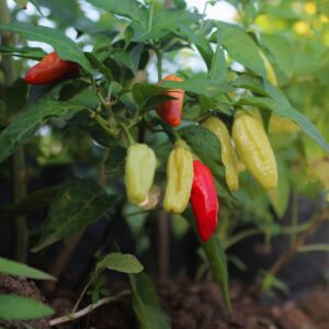 Wiener Selection 1776 Chili-Pflanze aus der Chili-Werkstatt