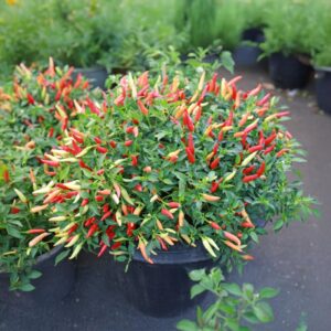 Wildpfefferoni Chili-Pflanze aus der Chili-Werkstatt