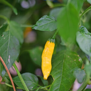 Aji Pineapple Chilipflanze aus der Chili-Werkstatt