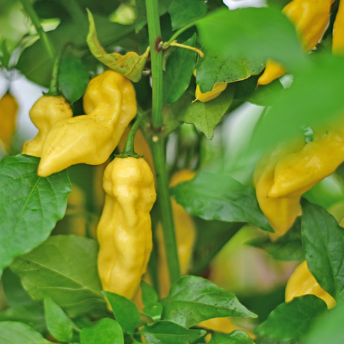 Aji Pineapple Chilipflanze aus der Chili-Werkstatt