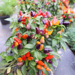 Aurora Chilipflanze aus der Chili-Werkstatt