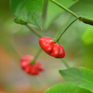 Brazilian Starfish Chilipflanze aus der Chili-Werkstatt