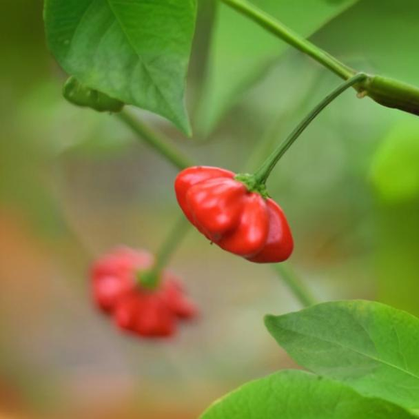 Brazilian Starfish Chilipflanze aus der Chili-Werkstatt