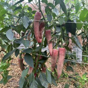 Elefant Chilipflanze aus der Chili-Werkstatt