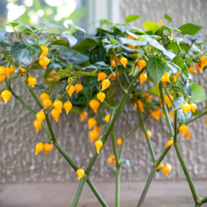 Gaenseschnabel Gelb Chilipflanze aus der Chili-Werkstatt