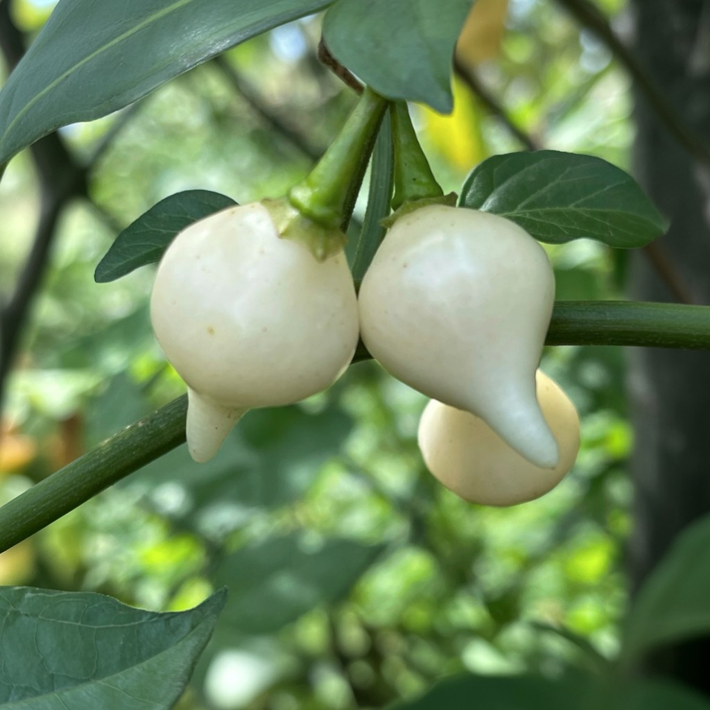 Gaenseschnabel Weiss Chilipflanze aus der Chili-Werkstatt
