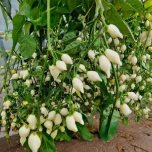 Gaenseschnabel Weiss Chilipflanze aus der Chili-Werkstatt