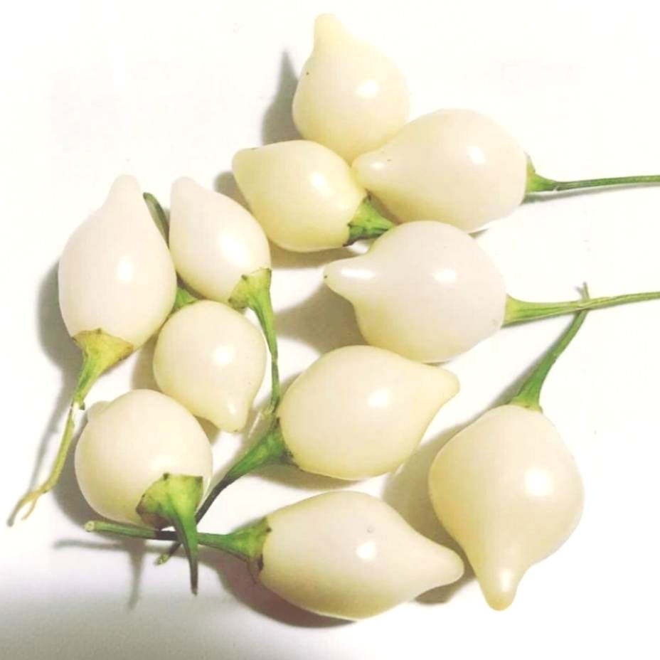 Gaenseschnabel Weiss Chilis aus der Chili-Werkstatt