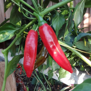 Guajillo Chilipflanze aus der Chili-Werkstatt