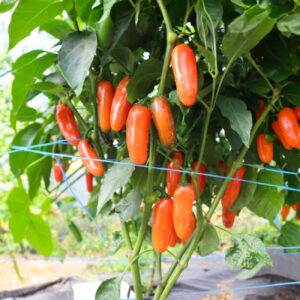 Jalapeno Orange Chilipflanze aus der Chili-Werkstatt