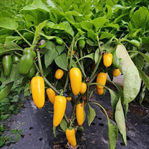 Jalapeno Yellow Chilipflanze aus der Chili-Werkstatt
