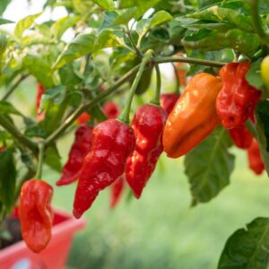 Naga Morich Chilipflanzen aus der Chili-Werkstatt