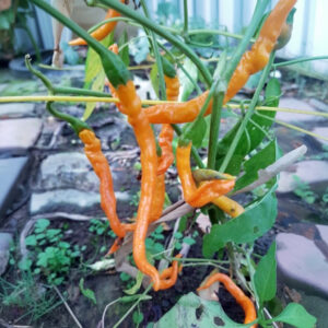 Turuncu Spiral Chilipflanze aus der Chili-Werkstatt