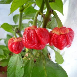 7 Pot Bubblegum Chilipflanze aus der Chili-Werkstatt