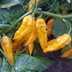 Fatalii Chilipflanze aus der Chili-Werkstatt