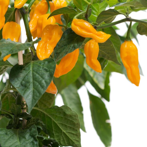 Fatalii Yellow Chili-Pflanze | Chili-Werkstatt